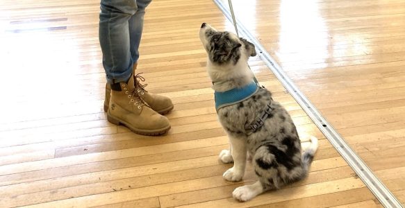 New Puppy Classes in East Wellow