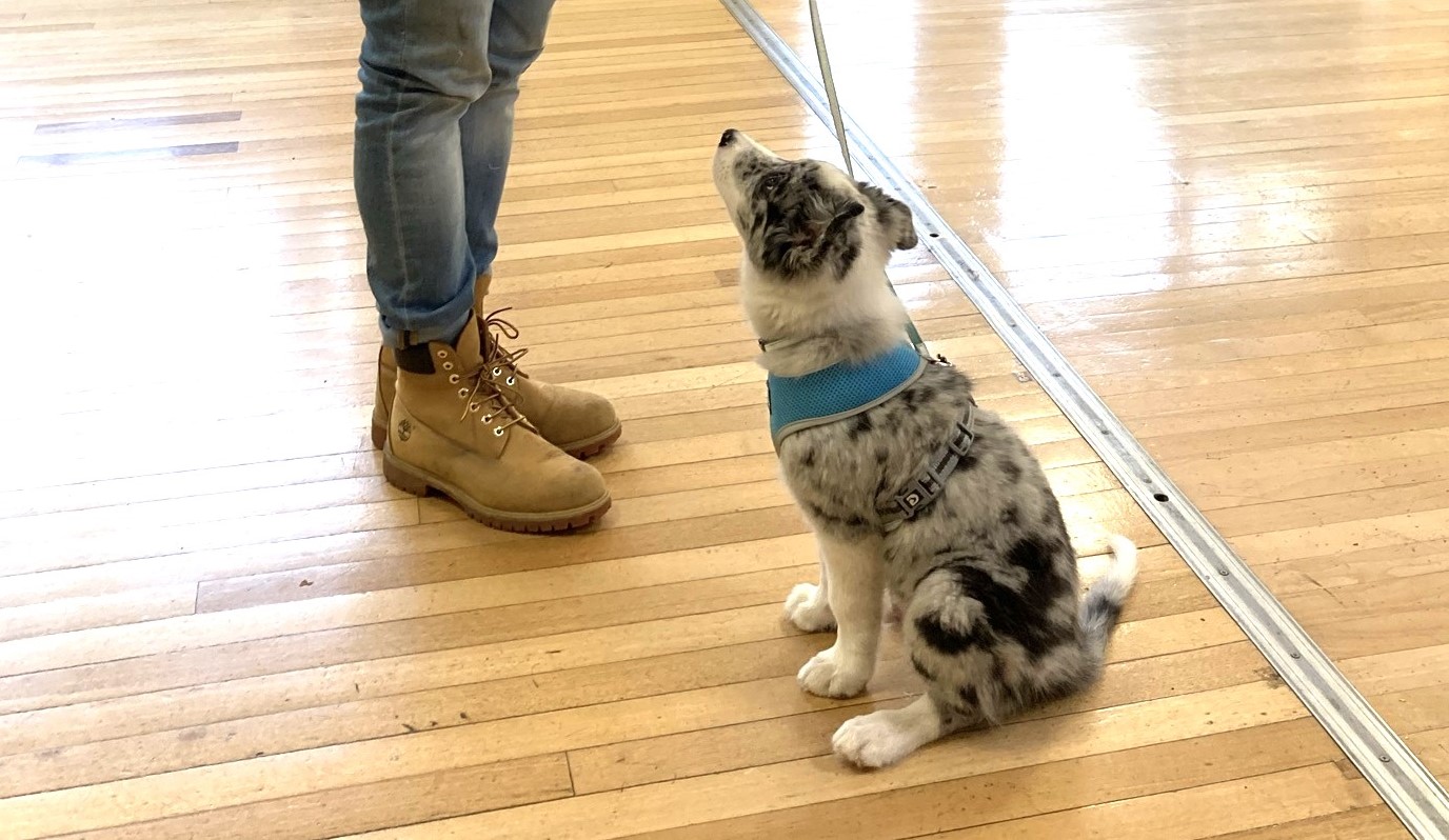 New Puppy Classes in East Wellow